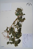 土牛膝藏品圖，第1張