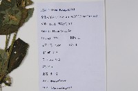 土牛膝藏品圖，第2張