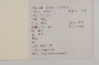 杓兒菜藏品圖，第2張