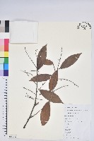 黃背越橘藏品圖，第1張