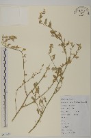 灰綠藜藏品圖，第1張