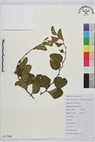 馬甲子藏品圖，第1張