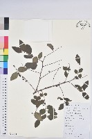 青灰葉下珠藏品圖，第1張