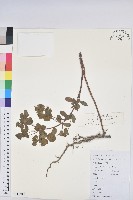 澤漆藏品圖，第1張