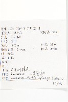 長圓葉萊木藏品圖，第2張