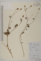 睫毛萼鳳仙花藏品圖，第3張