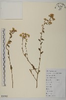 山白蘭藏品圖，第1張