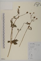 白花鬼針藏品圖，第1張