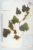 蒼耳藏品圖，第1張