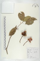 猴歡喜藏品圖，第1張