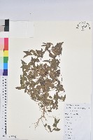 鐵莧菜藏品圖，第1張