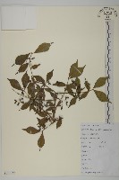 衛矛藏品圖，第1張