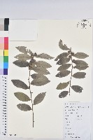 紅毛饅頭果藏品圖，第1張