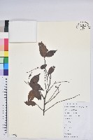 米飯花藏品圖，第1張