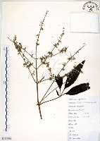 黃荊藏品圖，第1張