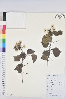 登錄號:S117550藏品圖，第1張