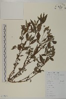 鱧腸藏品圖，第1張