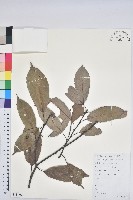 青剛櫟、鐵椆藏品圖，第1張