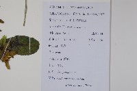 羊乳、四葉參藏品圖，第2張