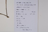 羊乳、四葉參藏品圖，第2張