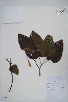 青榨槭藏品圖，第1張