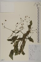 下田菊藏品圖，第1張