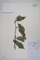 闊葉獼猴桃藏品圖，第1張