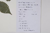 闊葉獼猴桃藏品圖，第2張