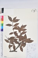 米飯花藏品圖，第1張