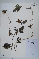 羊乳、四葉參藏品圖，第1張