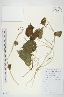 娥房藤藏品圖，第1張