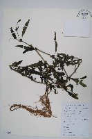 柳葉水蓑衣藏品圖，第1張