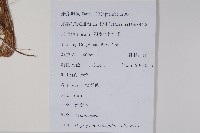 柳葉水蓑衣藏品圖，第2張