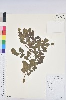 葉底珠、市蔥密花葉底珠藏品圖，第1張