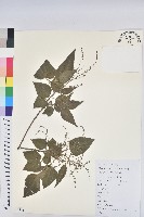 假扎包葉藏品圖，第1張