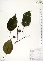 構樹藏品圖，第1張