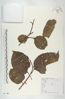 油柿藏品圖，第1張