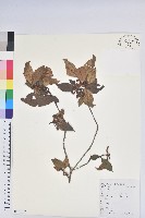 溪畔杜鵑花藏品圖，第1張