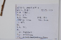 棕毛獼猴桃藏品圖，第2張