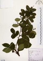 灰木藏品圖，第1張