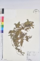 鐵莧菜藏品圖，第1張