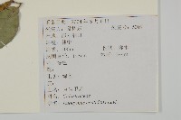 百齒衛矛藏品圖，第2張