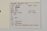 昆明山海棠藏品圖，第2張