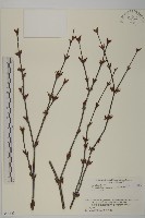 昆明山海棠藏品圖，第3張