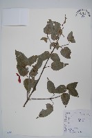 紫槭藏品圖，第1張