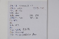 紫槭藏品圖，第2張