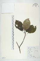 長圓葉萊木藏品圖，第1張