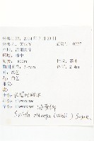 長圓葉萊木藏品圖，第2張