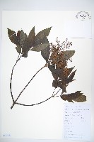 冇骨消藏品圖，第1張