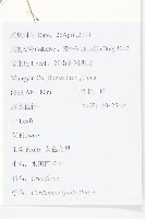 水田碎米薺藏品圖，第2張